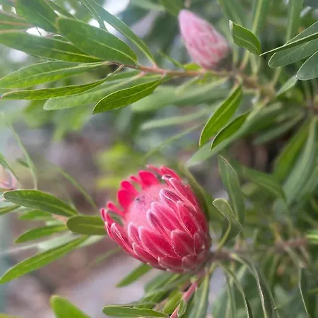 Lucky Lemons - Boutique Madeira - 2 Estreito Da Calheta