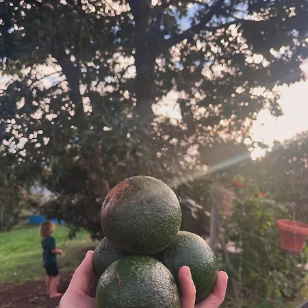 Lucky Lemons - Boutique Madeira - 2 *