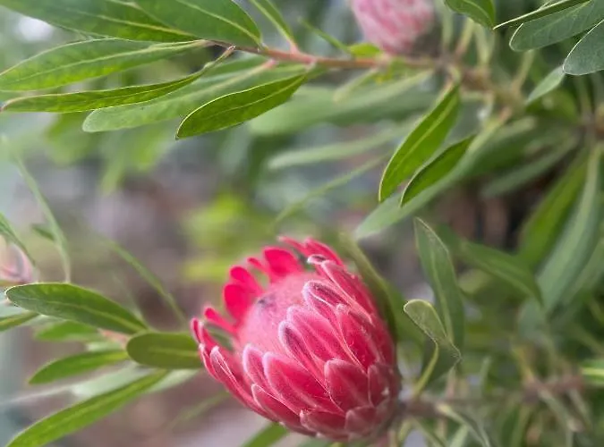 Lucky Lemons - Boutique Madeira - 2 Estreito Da Calheta