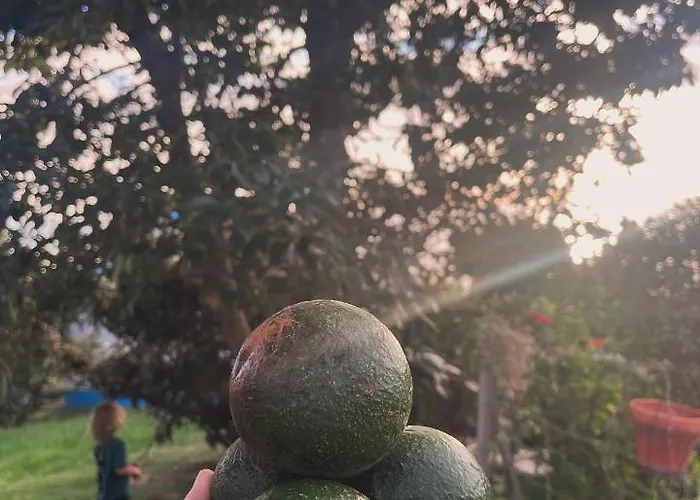 Lucky Lemons - Boutique Madeira - 2 *