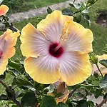 Lucky Lemons - Boutique Madeira - 2 Casa vacanze Estreito Da Calheta