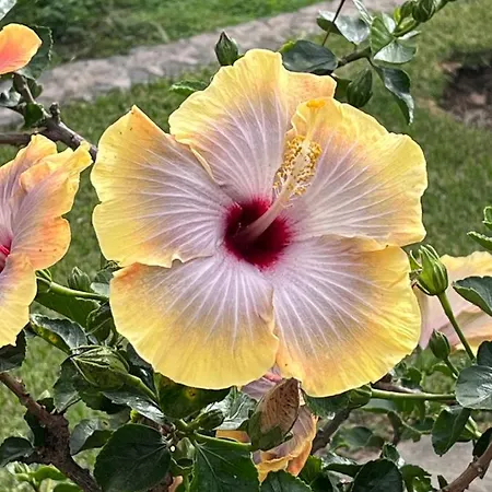 Lucky Lemons - Boutique Madeira - 2 Semesterbostad Estreito Da Calheta