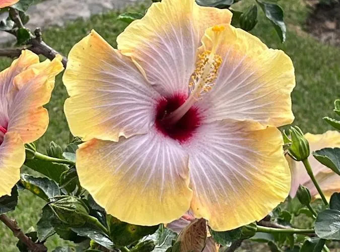 Lucky Lemons - Boutique Madeira - 2 Prázdninový dům Estreito Da Calheta